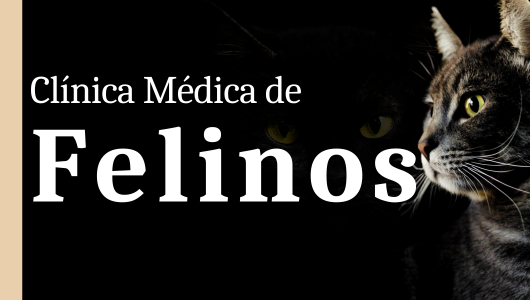 Curso de Atualização em Clínica Médica de Felinos